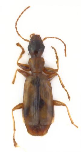 Réf. 254 368 : Demetrias imperialis